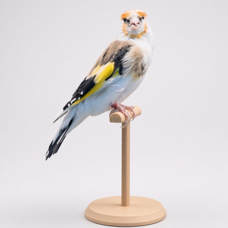 Goldfinch Major Panache